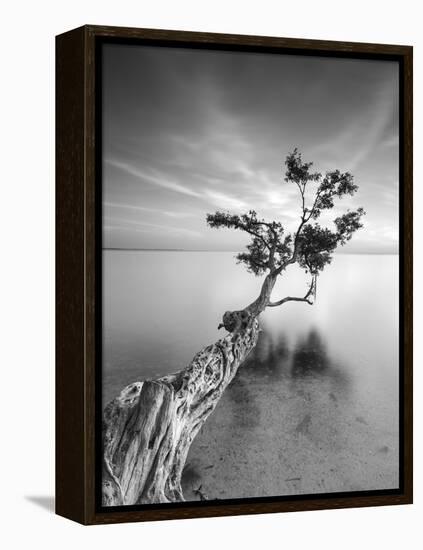 Water Tree V-Moises Levy-Framed Premier Image Canvas