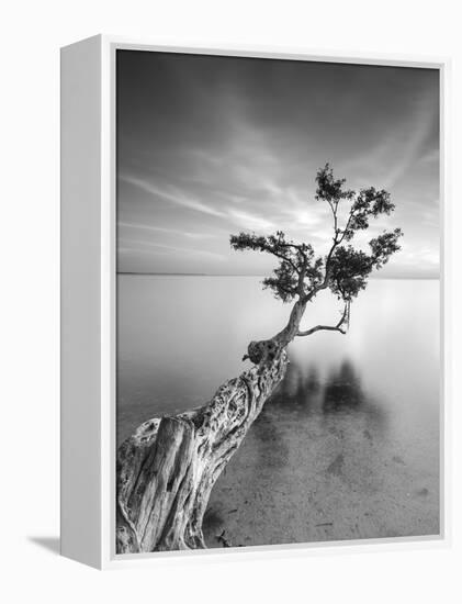 Water Tree V-Moises Levy-Framed Premier Image Canvas