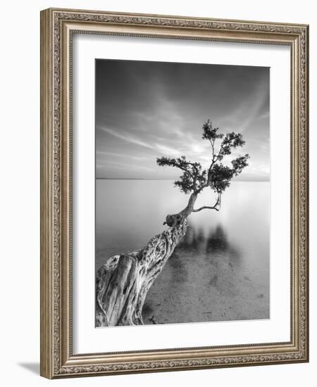 Water Tree V-Moises Levy-Framed Photographic Print