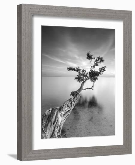 Water Tree V-Moises Levy-Framed Photographic Print