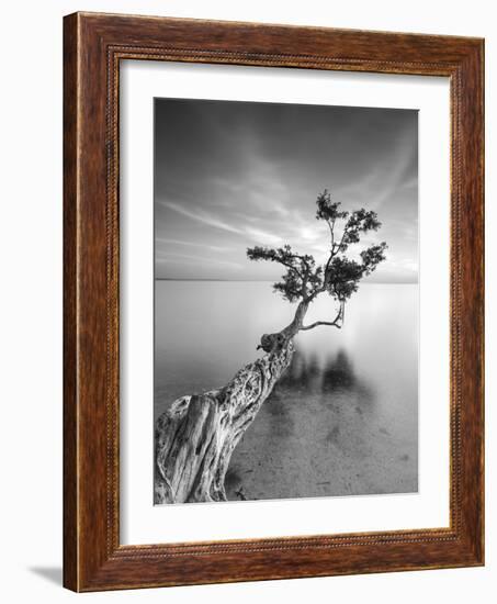 Water Tree V-Moises Levy-Framed Photographic Print