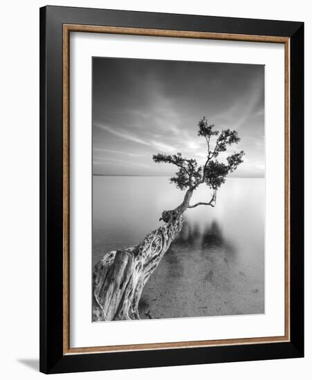 Water Tree V-Moises Levy-Framed Photographic Print