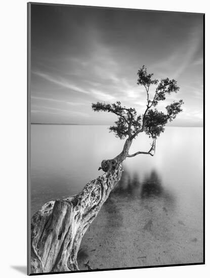 Water Tree V-Moises Levy-Mounted Photographic Print