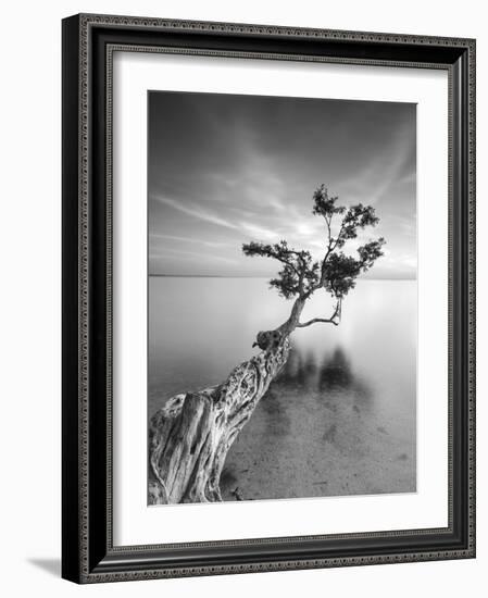 Water Tree V-Moises Levy-Framed Photographic Print