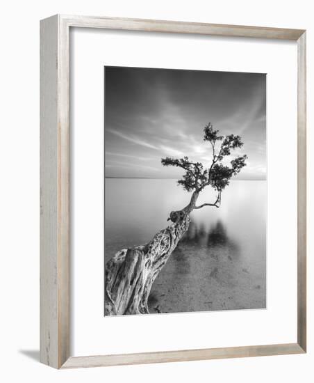 Water Tree V-Moises Levy-Framed Photographic Print