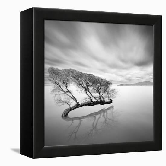 Water Tree VII-Moises Levy-Framed Stretched Canvas