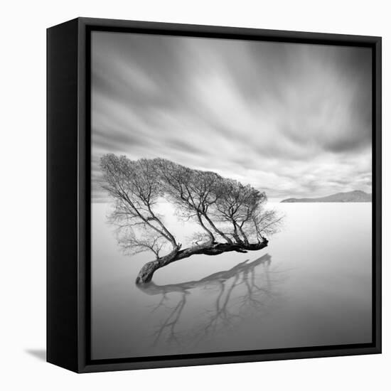 Water Tree VII-Moises Levy-Framed Stretched Canvas