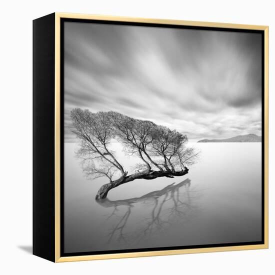 Water Tree VII-Moises Levy-Framed Stretched Canvas