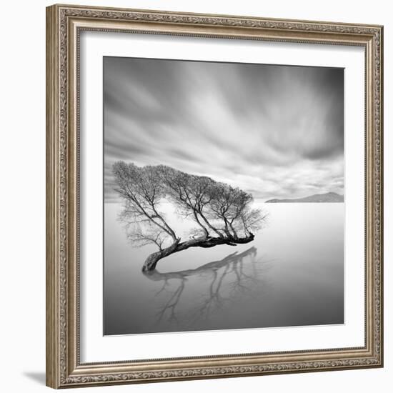 Water Tree VII-Moises Levy-Framed Photographic Print