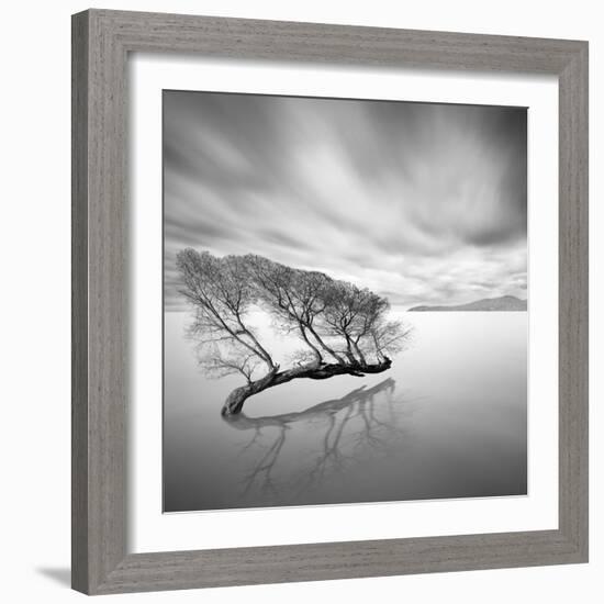 Water Tree VII-Moises Levy-Framed Photographic Print