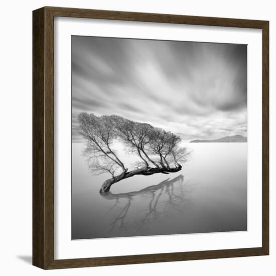 Water Tree VII-Moises Levy-Framed Photographic Print