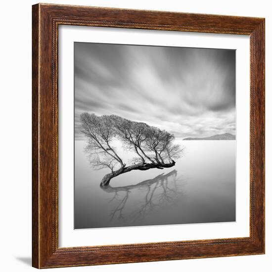 Water Tree VII-Moises Levy-Framed Photographic Print