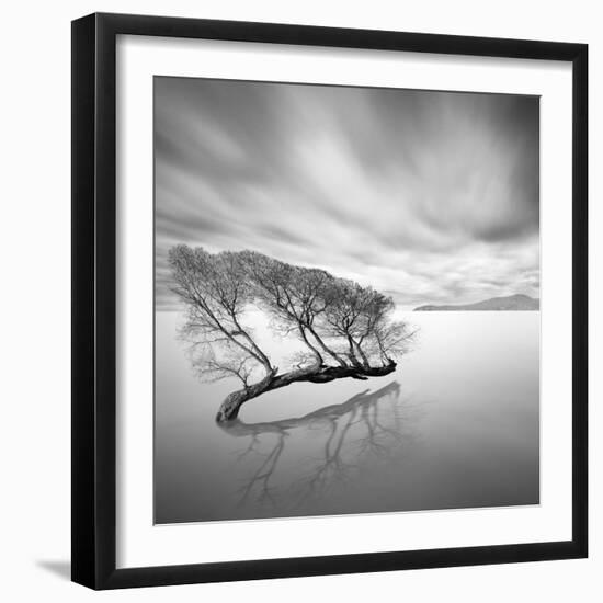 Water Tree VII-Moises Levy-Framed Photographic Print