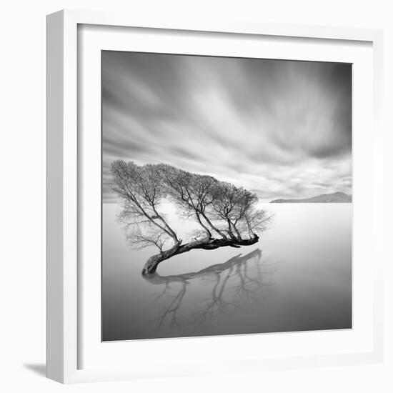 Water Tree VII-Moises Levy-Framed Photographic Print