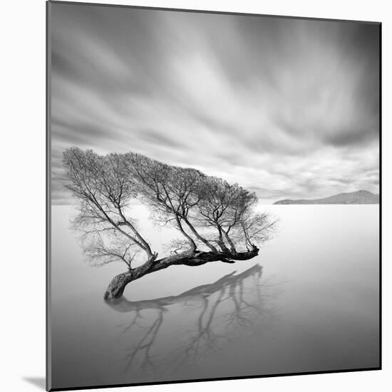 Water Tree VII-Moises Levy-Mounted Photographic Print