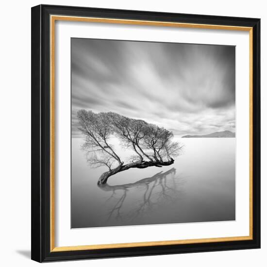 Water Tree VII-Moises Levy-Framed Photographic Print