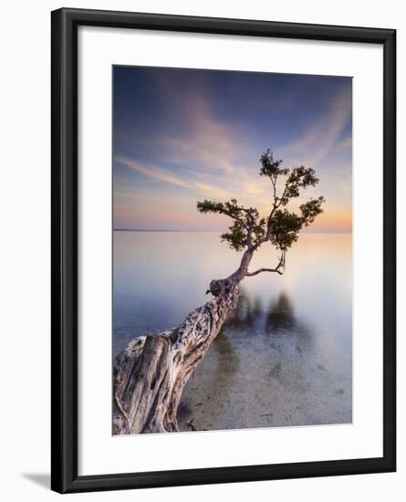 Water Tree X-Moises Levy-Framed Photographic Print