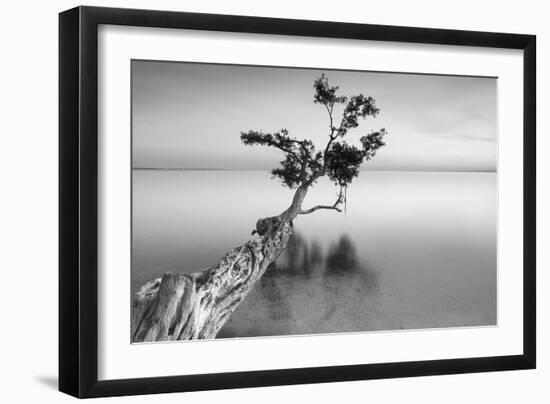 Water Tree XII-Moises Levy-Framed Photographic Print