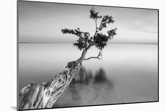 Water Tree XII-Moises Levy-Mounted Photographic Print