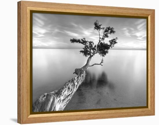 Water Tree XIII-Moises Levy-Framed Premier Image Canvas