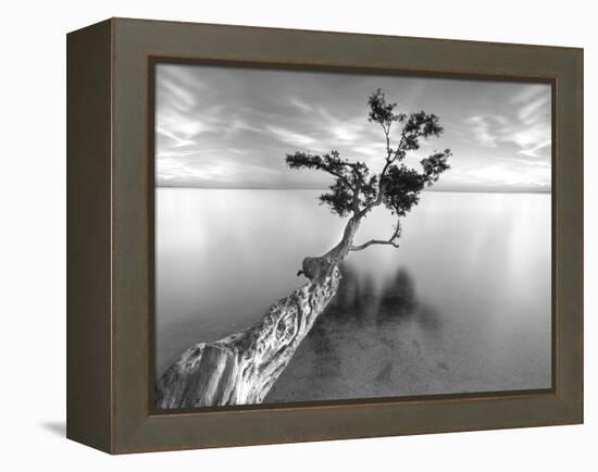 Water Tree XIII-Moises Levy-Framed Premier Image Canvas