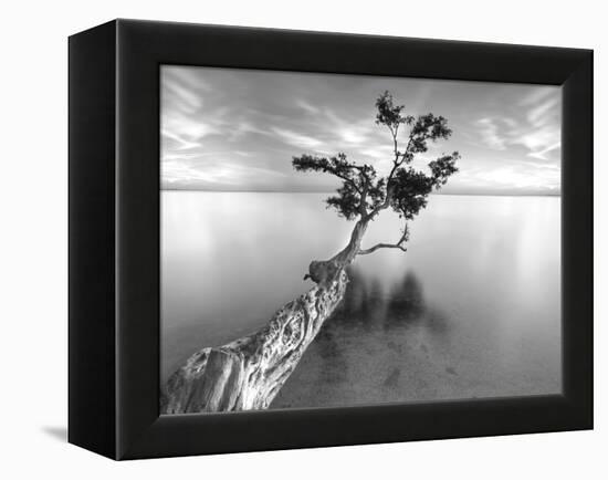 Water Tree XIII-Moises Levy-Framed Premier Image Canvas