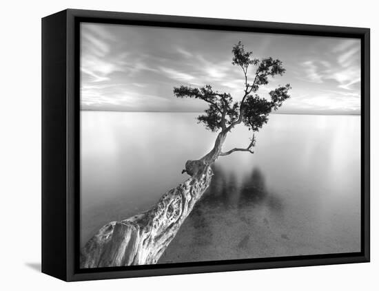 Water Tree XIII-Moises Levy-Framed Premier Image Canvas