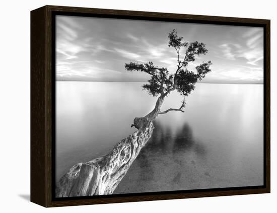 Water Tree XIII-Moises Levy-Framed Premier Image Canvas