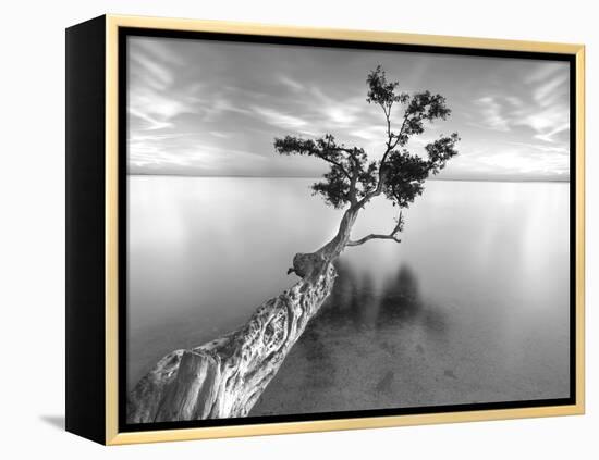 Water Tree XIII-Moises Levy-Framed Premier Image Canvas