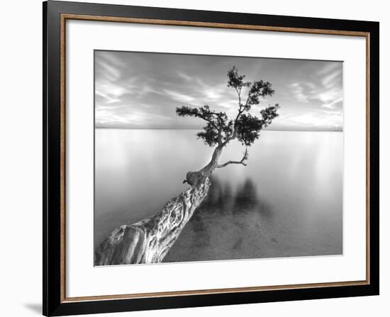 Water Tree XIII-Moises Levy-Framed Premium Photographic Print