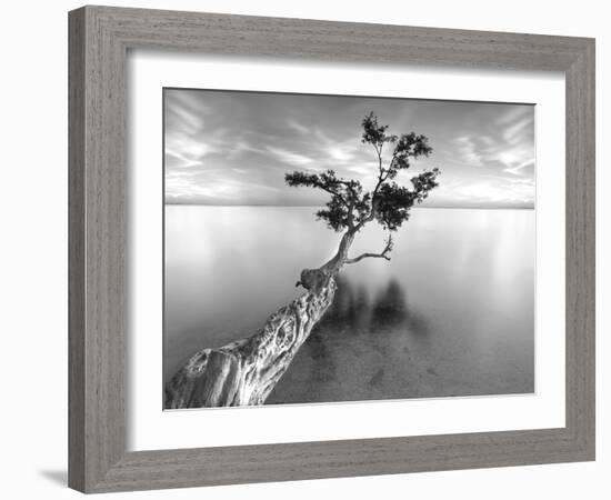 Water Tree XIII-Moises Levy-Framed Photographic Print