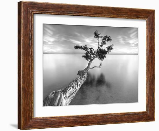 Water Tree XIII-Moises Levy-Framed Photographic Print