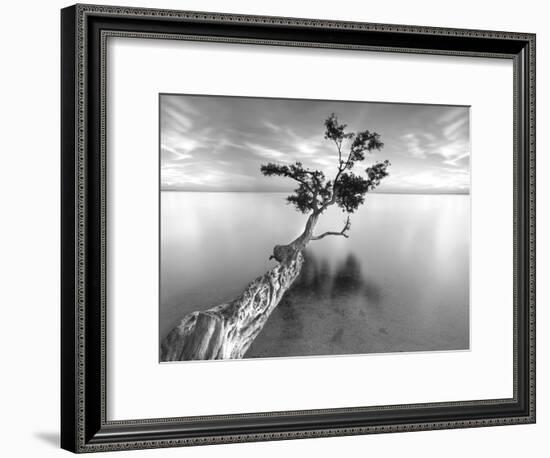 Water Tree XIII-Moises Levy-Framed Photographic Print