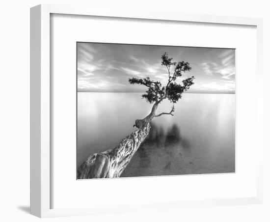 Water Tree XIII-Moises Levy-Framed Photographic Print