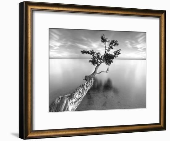 Water Tree XIII-Moises Levy-Framed Photographic Print