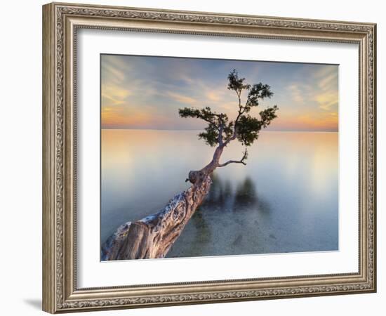 Water Tree XIV-Moises Levy-Framed Photographic Print