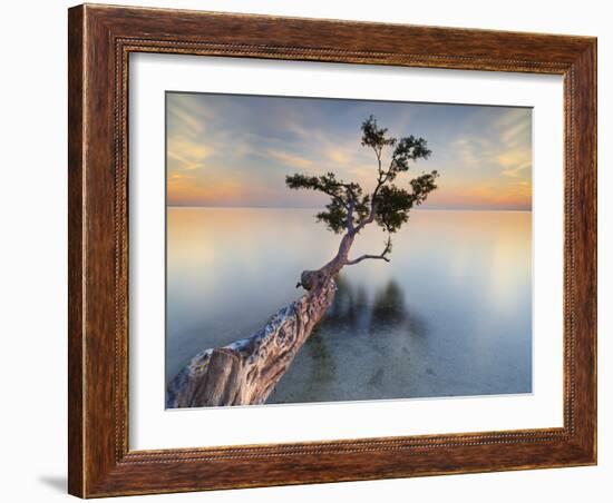 Water Tree XIV-Moises Levy-Framed Photographic Print