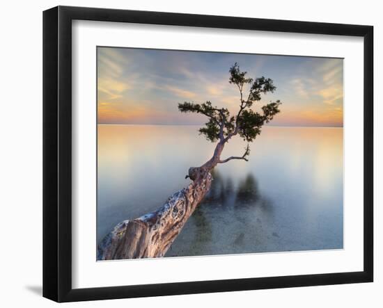 Water Tree XIV-Moises Levy-Framed Photographic Print