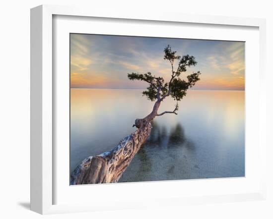 Water Tree XIV-Moises Levy-Framed Photographic Print