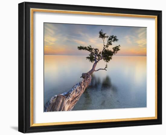 Water Tree XIV-Moises Levy-Framed Photographic Print