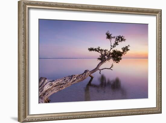 Water Tree XV-Moises Levy-Framed Photographic Print