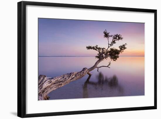 Water Tree XV-Moises Levy-Framed Photographic Print