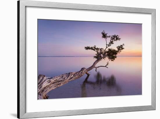 Water Tree XV-Moises Levy-Framed Photographic Print