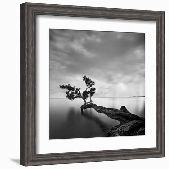 Water Tree-Moises Levy-Framed Art Print