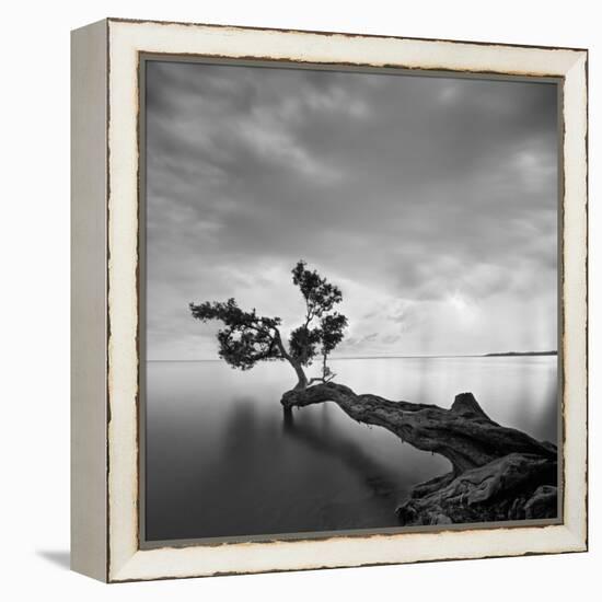 Water Tree-Moises Levy-Framed Stretched Canvas