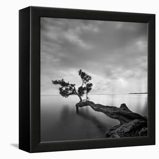 Water Tree-Moises Levy-Framed Stretched Canvas