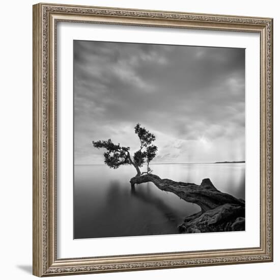 Water Tree-Moises Levy-Framed Photographic Print