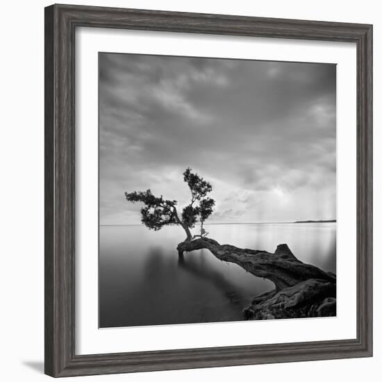 Water Tree-Moises Levy-Framed Photographic Print