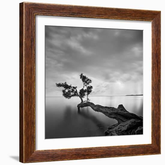 Water Tree-Moises Levy-Framed Photographic Print