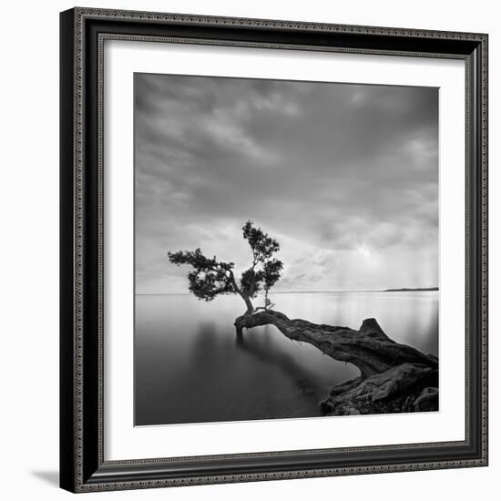 Water Tree-Moises Levy-Framed Photographic Print